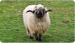 Wallisi feketeorrú bárányok (tenyésztésre, R1-es)