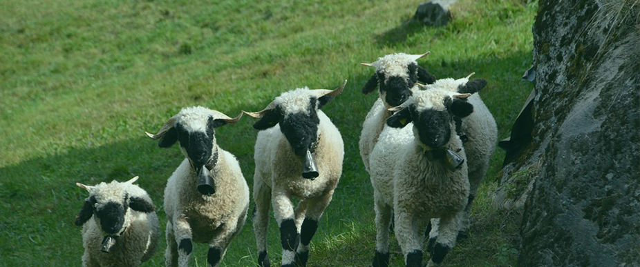 Wallisi farm Hungary